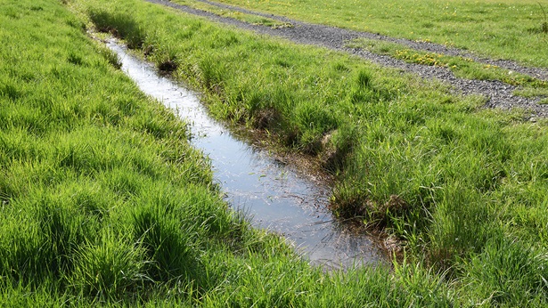 Wetland