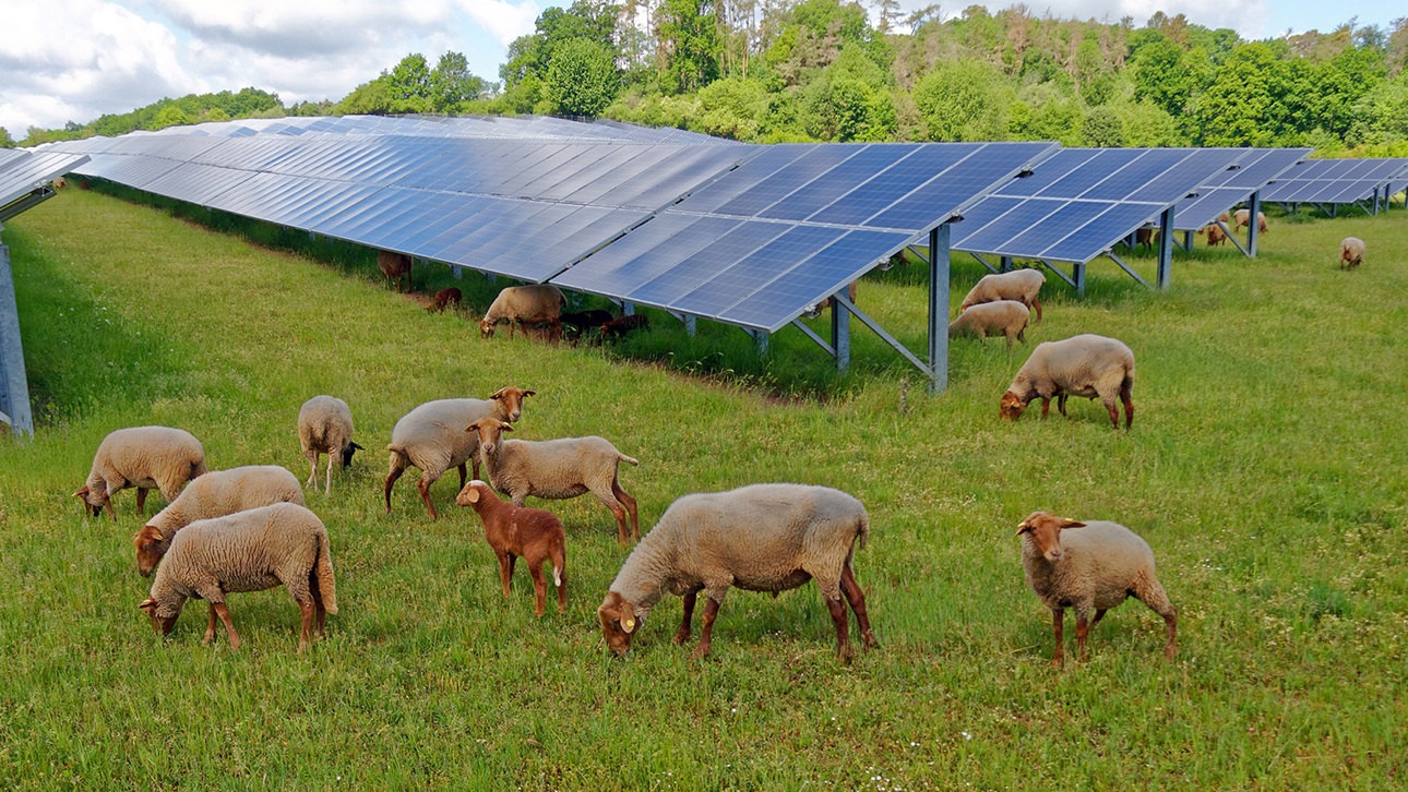 Sheep grazing by the solar panel