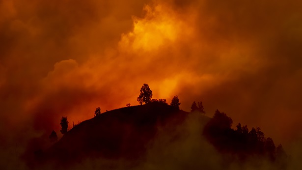 Burning wildfire